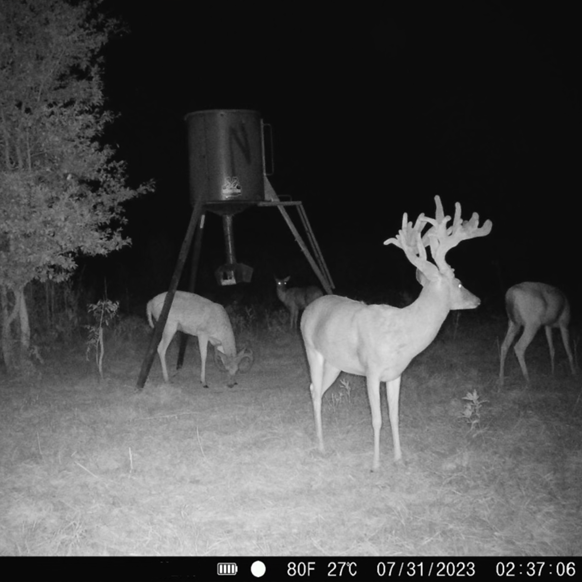 Brandon Neitzel's Red Moon Buck Of A Lifetime: 4 Year Quest For Freddie