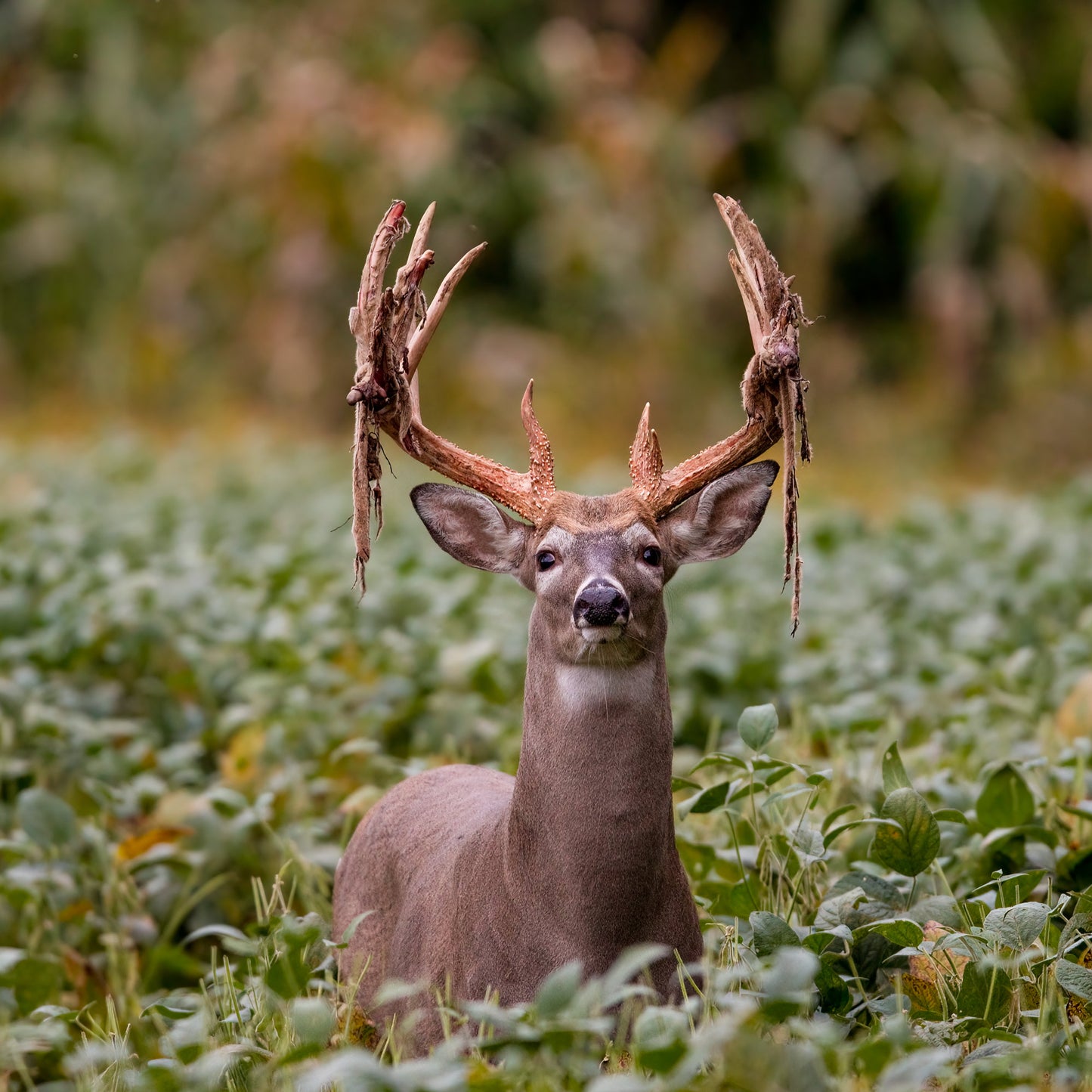 The Change - Finding Bucks After The Velvet Comes Off