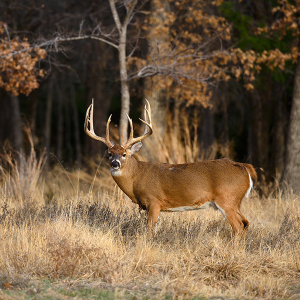 Understanding the connection between deer movement and the moon, and why the MoonGuide works so well predicting big buck activity!