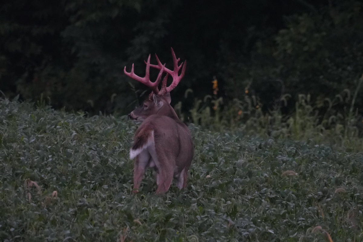 Summer to Fall Transition: How Buck Behavior Changes in September