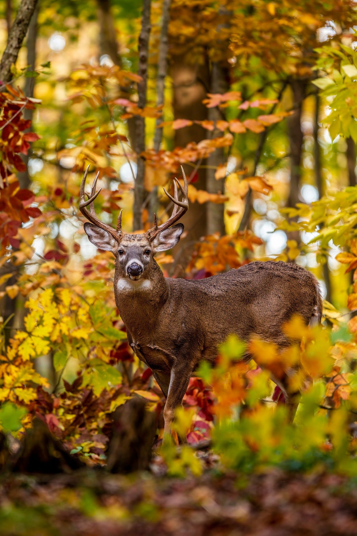 Low-Impact September Scouting: How to Learn More Without Spooking Deer