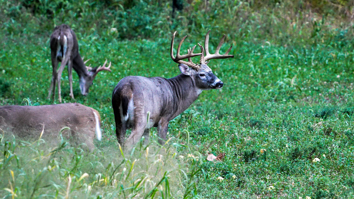 Two whitetail bucks feeding in a food plot during early season