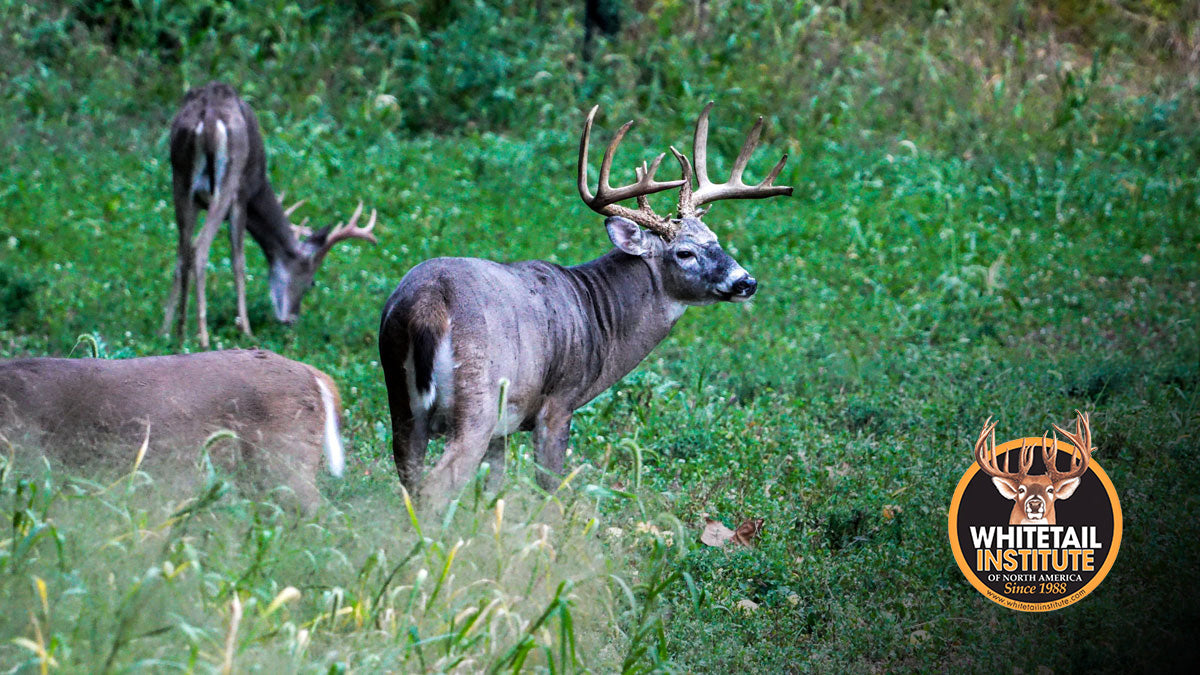 The Food Plot That Feeds Your Season