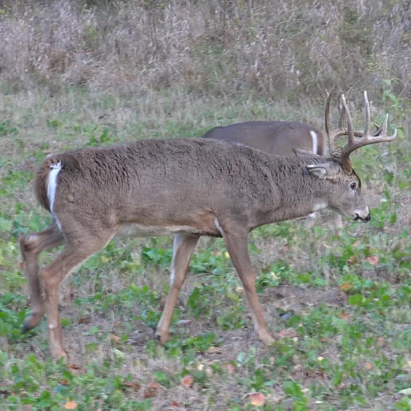 How to Predict A Buck To Show Up in Daylight