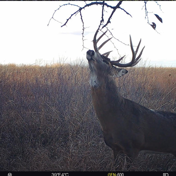 Late Season Bowhunting Success - Keying on Security Cover