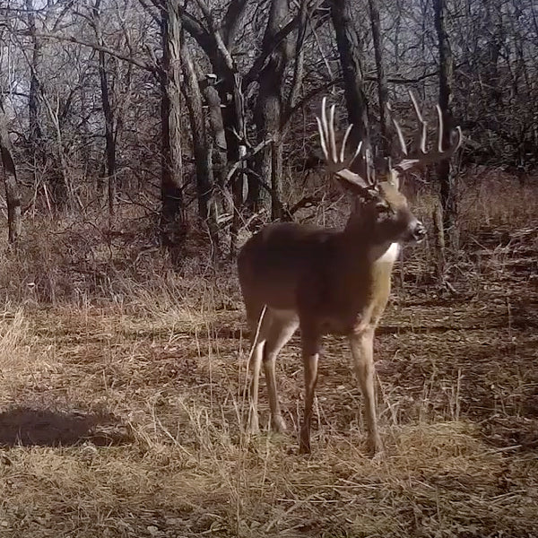 Predicting Daylight Activity for Giant Whitetails!