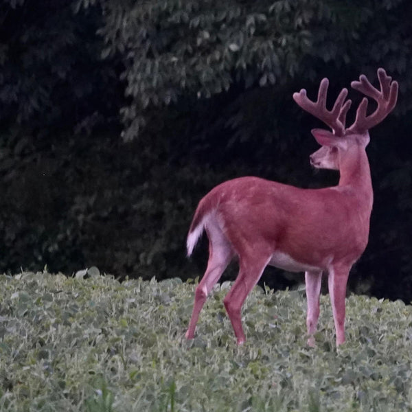 Summers Best Kept Secret for Big Deer