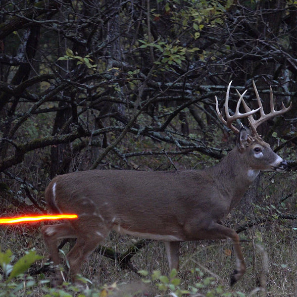 What Does It Take To Shoot Monster Bucks?