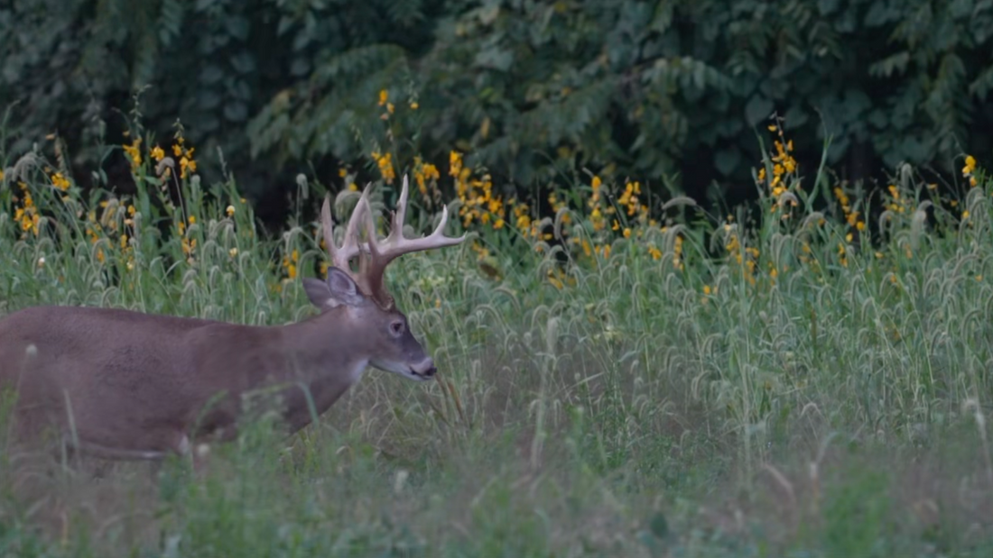 How to get the most out of your food plots